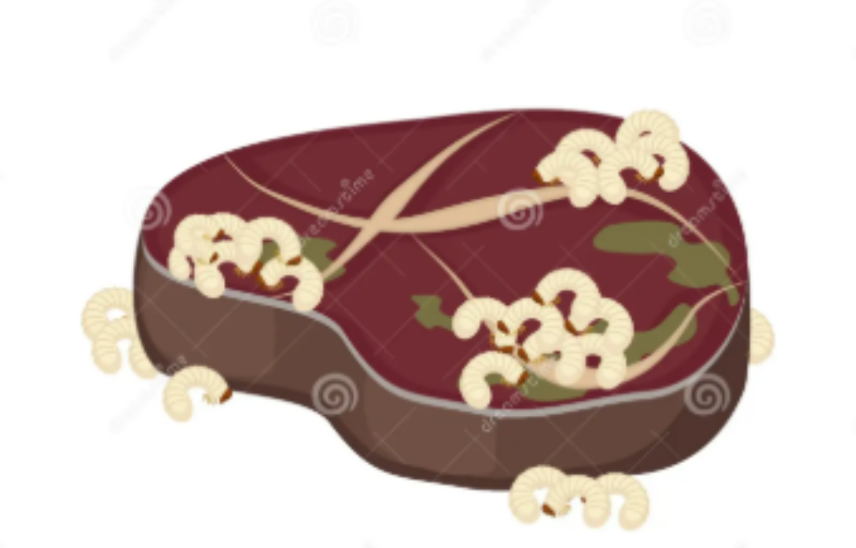 Ilustrasi - Menu MBG yang disajikan di SMPN 10 Banjarbaru mengandung belatung. Foto: Shotterstok Ilustrasi - Menu MBG yang disajikan di SMPN 10 Banjarbaru mengandung belatung. Foto: Shotterstok